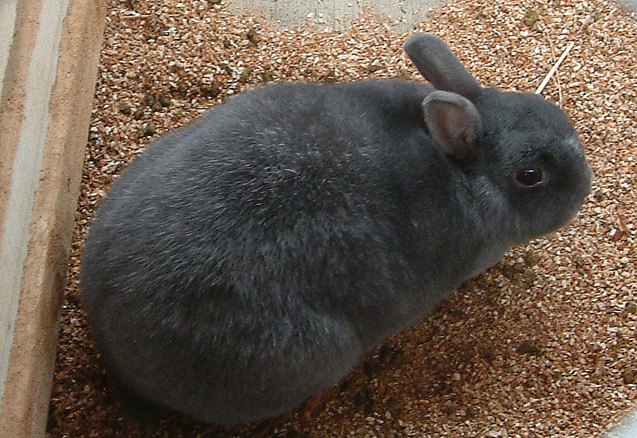 Enderby Island Rabbit Breed Information and Pictures - PetGuide.com ...