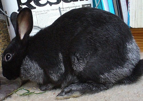 Enderby Island Rabbit Breed Information and Pictures - PetGuide.com ...