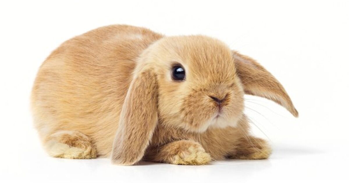 Cashmere Rabits Cashmere Lop Rabbit Health, Care, Feeding, Temperament, and Coat ...