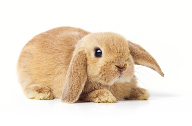 Appearance of the Cashmere Lop