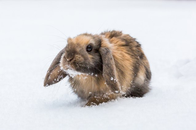 Cashmere Rabits Cashmere Lop Rabbit Health, Care, Feeding, Temperament, and Coat ...