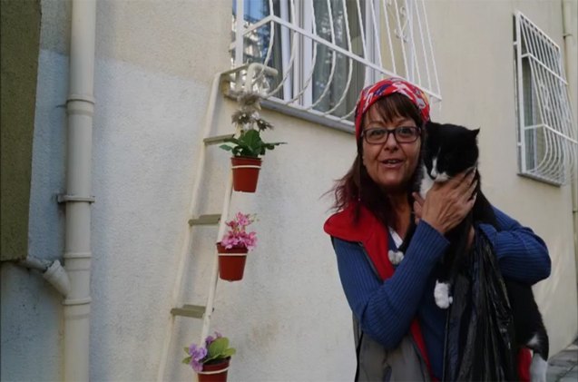 turkish woman builds ladder to window for cats to come in from the cold