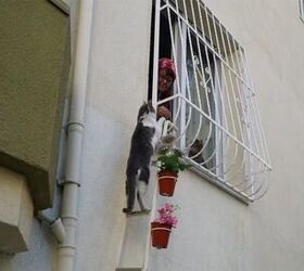 turkish woman builds ladder to window for cats to come in from the col