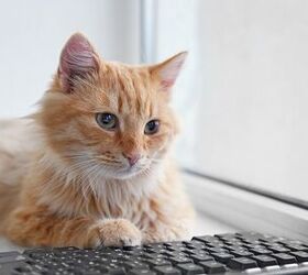 Top 5 Online Resources for Cat Owners