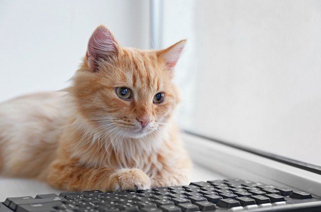 top 5 online resources for cat owners