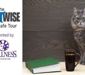 Cats and Coffee: The CatWise Cat Café Tour