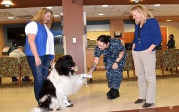 American Red Cross Pet Therapy Dogs Visit the Navy