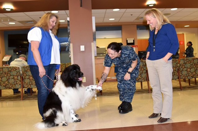 american red cross pet therapy dogs visit the navy