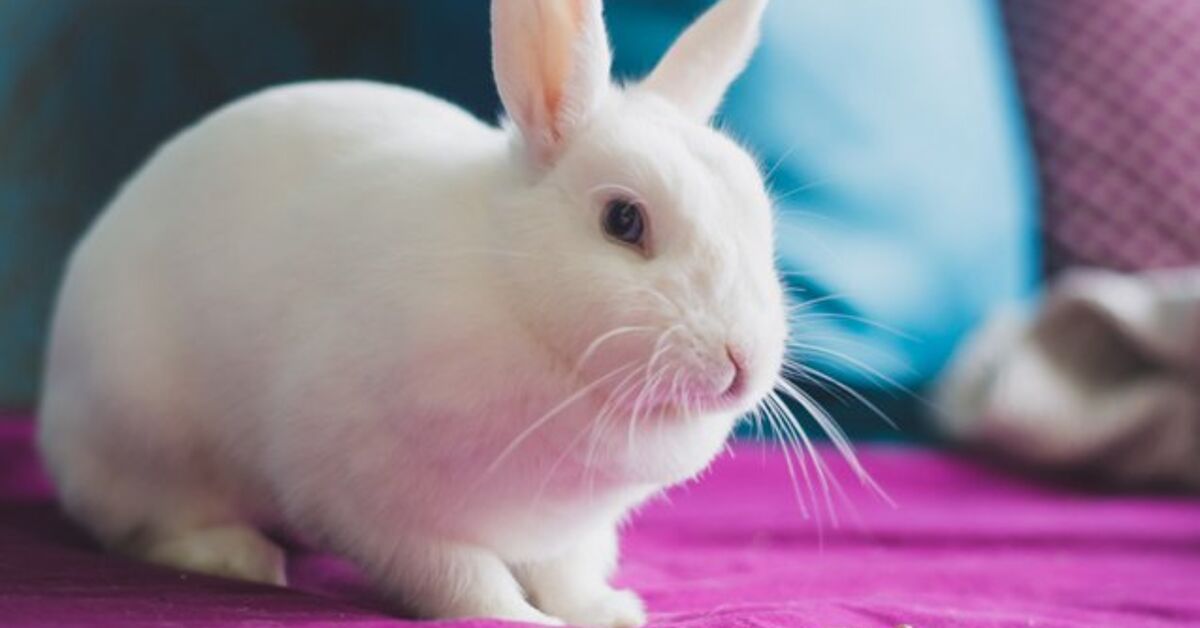 Hulstlander Rabbit Breed Information and Pictures - PetGuide.com | PetGuide
