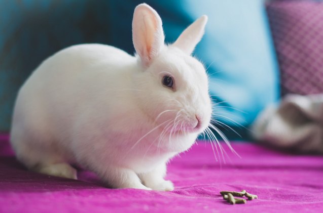 Hulstlander Rabbit Breed Information and Pictures - PetGuide.com | PetGuide