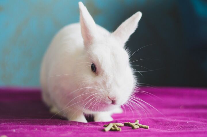 Hulstlander Rabbit Breed Information and Pictures - PetGuide.com | PetGuide