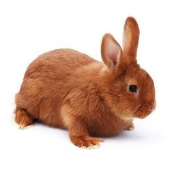 brown rabbit breeds