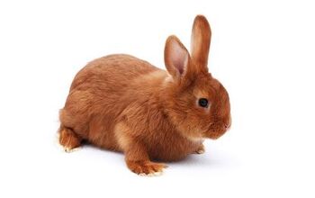 Rabbit Breeds | PetGuide