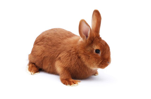 sussex rabbit