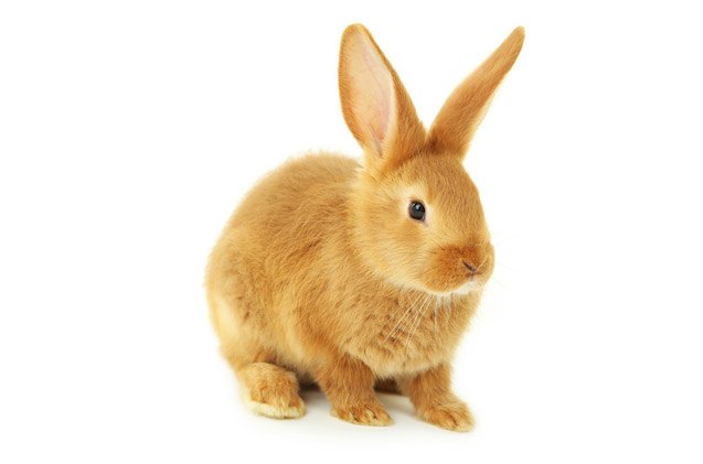 Sussex Rabbit Breed Information and Pictures - PetGuide.com | PetGuide