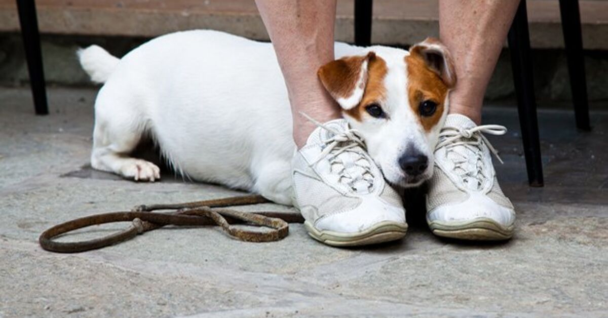 How Do You Help Someone Who Is Afraid Of Dogs