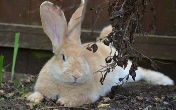 British Giant Rabbit Breed Information and Pictures - PetGuide.com ...