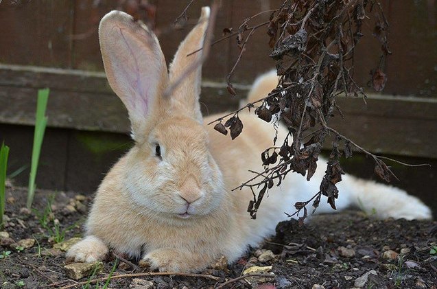 Cont Gaint Rabbit Continental Giant Rabbit Breed Information and Pictures - PetGuide.com ...