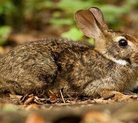 Brazilian Rabbit