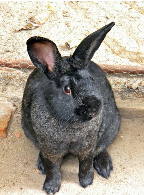 Brazilian Rabbit Breed Information and Pictures - PetGuide.com | PetGuide