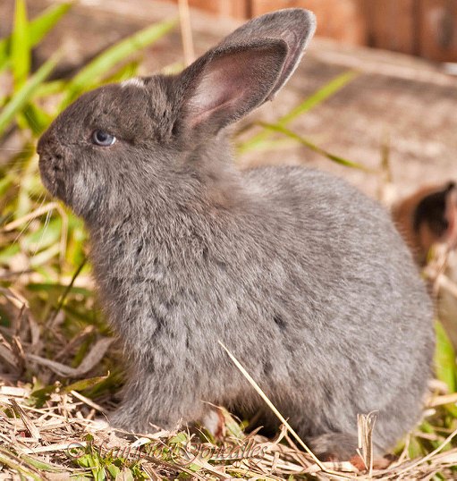 brazilian rabbit