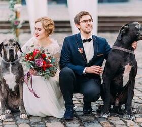 10 Dapper Dogs Celebrating Weddings