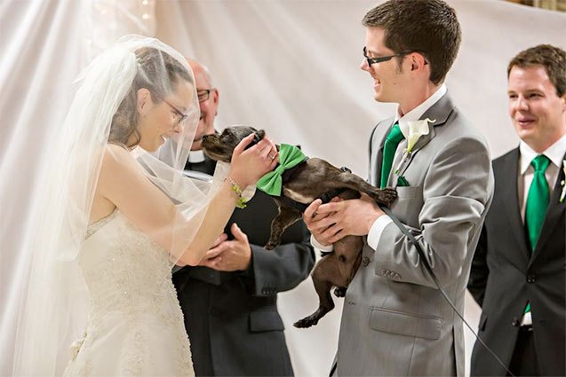 10 dapper dogs celebrating weddings