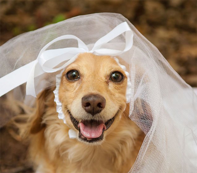 10 dapper dogs celebrating weddings