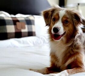 Hotel Chain Partners With Petfinder to Rescue Adoptable Pets Nationwid