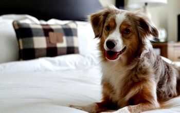Hotel Chain Partners With Petfinder to Rescue Adoptable Pets Nationwid