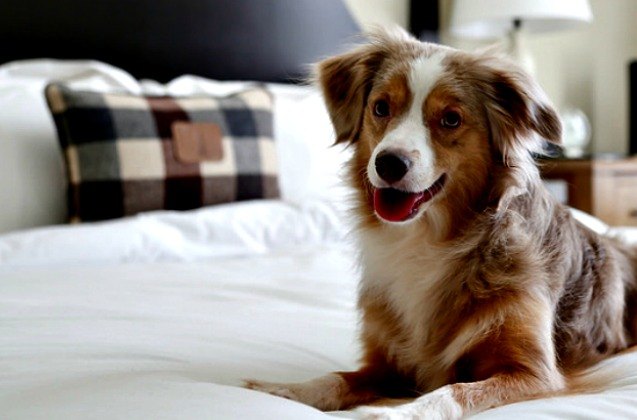 hotel chain partners with petfinder to rescue adoptable pets nationwid