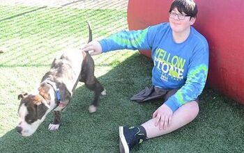 Cancer Survivor Finds New BFF With Three-Legged Dog