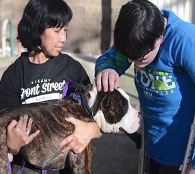 cancer survivor finds new bff with three legged dog