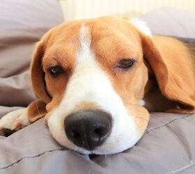 What to Do If Your Dog is Poisoned