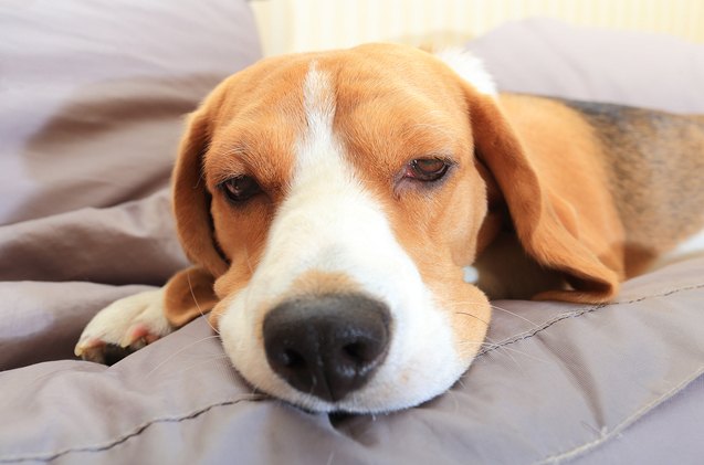 what to do if your dog is poisoned