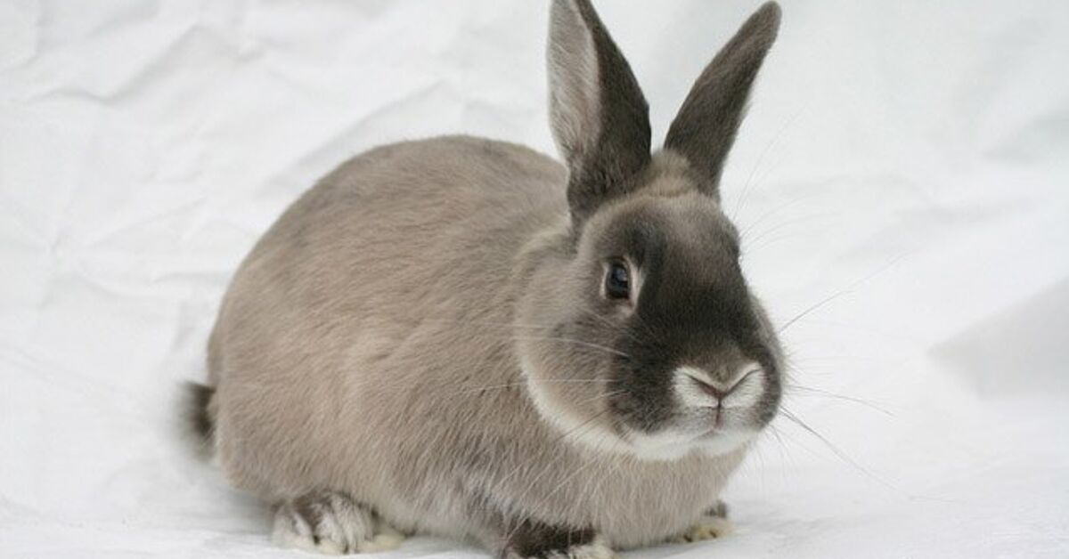 Smoke Pearl Rabbit Breed Information and Pictures - PetGuide.com | PetGuide