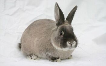 Beveren Rabbit Breed Information and Pictures - PetGuide.com | PetGuide