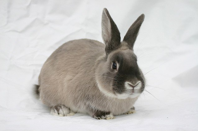 Smoke Point Rabbit Smoke Pearl Rabbit Breed Information and Pictures - PetGuide.com | PetGuide