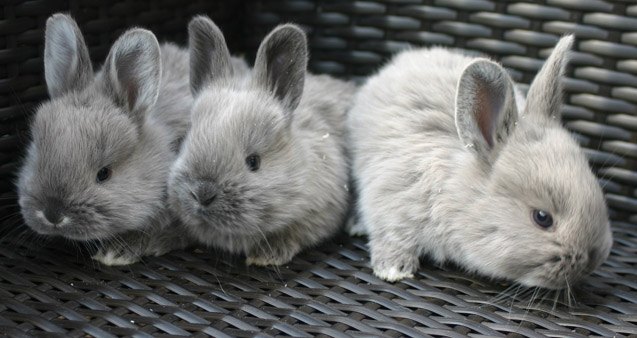 Smoke Pearl Rabbit Breed Information and Pictures - PetGuide.com | PetGuide