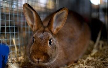 Tan Rabbit Breed Information and Pictures - PetGuide.com | PetGuide