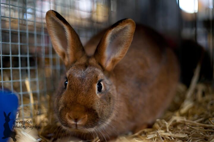 Deilenaar Rabbit Breed Information and Pictures - PetGuide.com | PetGuide