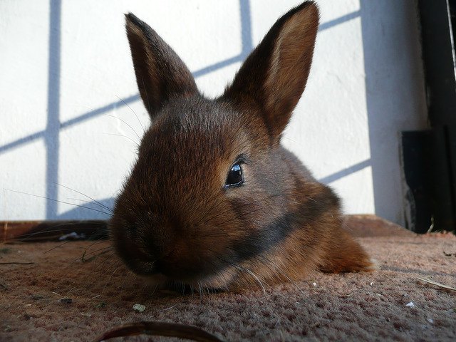 Deilenaar Rabbit Breed Information and Pictures - PetGuide.com | PetGuide