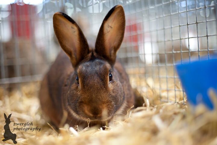 Deilenaar Rabbit Breed Information and Pictures - PetGuide.com | PetGuide