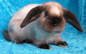 Oxnard Rabbit Rabbit Breeds | PetGuide