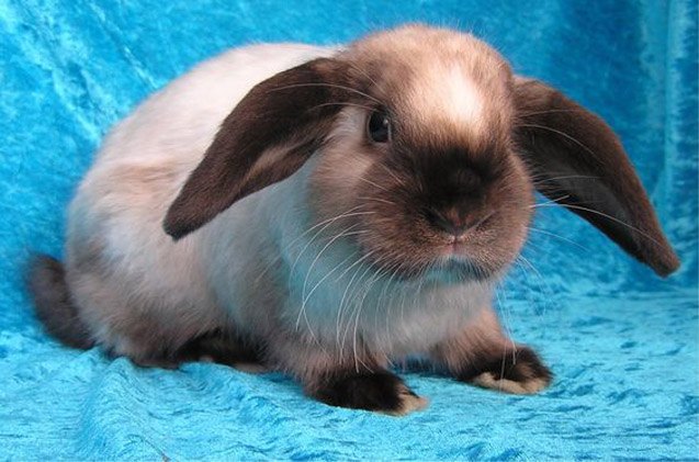 Sallander Rabbit Health, Temperament, Coat, Health and Care - PetGuide ...