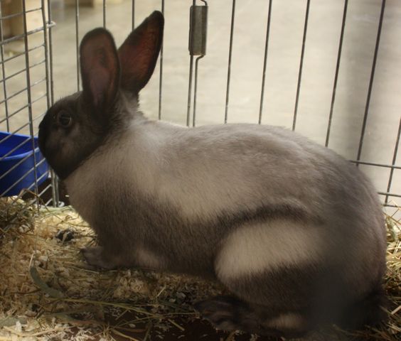 sallander rabbit