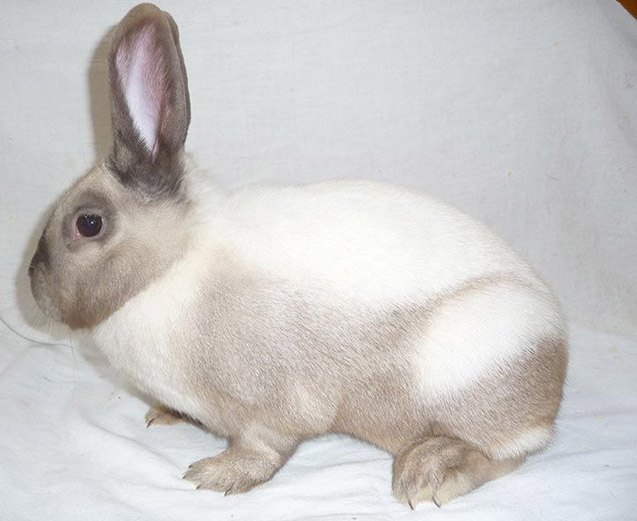 Sallander Rabbit Health, Temperament, Coat, Health and Care - PetGuide ...