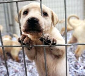 ASPCA: Data Shows Fewer Surrenders, More Adoption, and Decrease in Eut