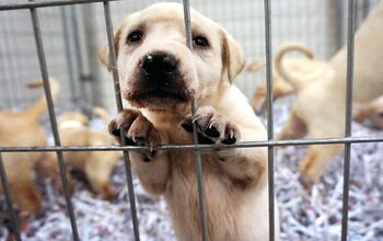 ASPCA: Data Shows Fewer Surrenders, More Adoption, and Decrease in Eut