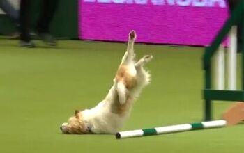 Hilarious Jack Russell Takes Best of Laughs at Crufts 2017